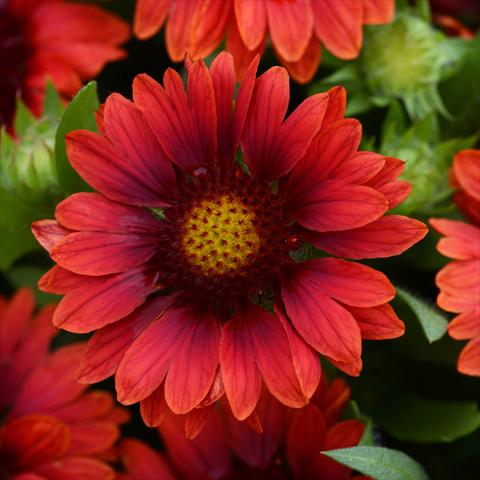 photo of flower to be used as: Pot and bedding Gaillardia Mesa F1