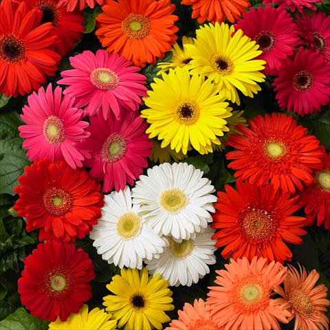 photo of flower to be used as: Pot and bedding Gerbera jamesonii Mega Revolution F1 Mix