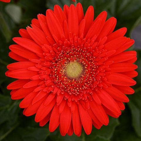 photo of flower to be used as: Pot and bedding Gerbera jamesonii Mega Revolution F1 Scarlet Red with Light Eye