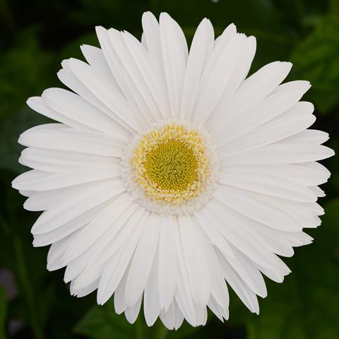 photo of flower to be used as: Pot and bedding Gerbera jamesonii Mega Revolution F1 White with Light Eye