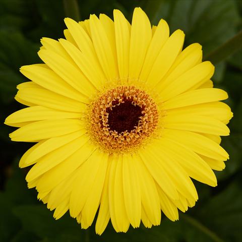 photo of flower to be used as: Pot and bedding Gerbera jamesonii Mega Revolution F1 Yellow with Dark Eye Improved
