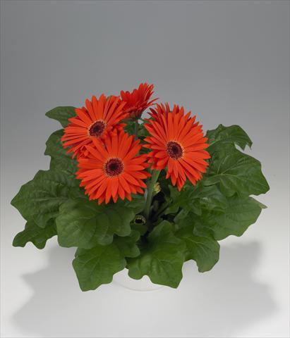 photo of flower to be used as: Basket / Pot Gerbera jamesonii Royal Orange Scarlet