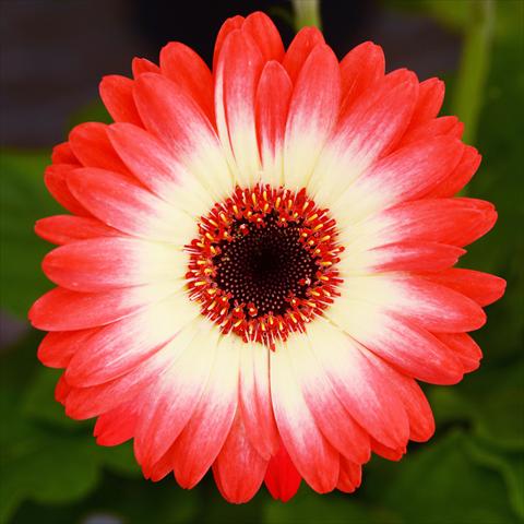 photo of flower to be used as: Pot and bedding Gerbera jamesonii Revolution F1 Bicolor Red Lemon