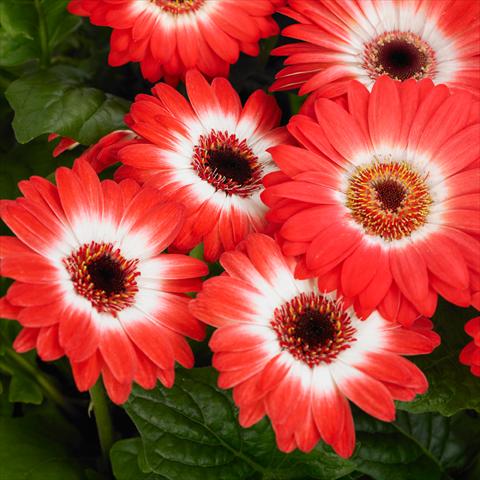 photo of flower to be used as: Pot and bedding Gerbera jamesonii Revolution F1 Bicolor Red White
