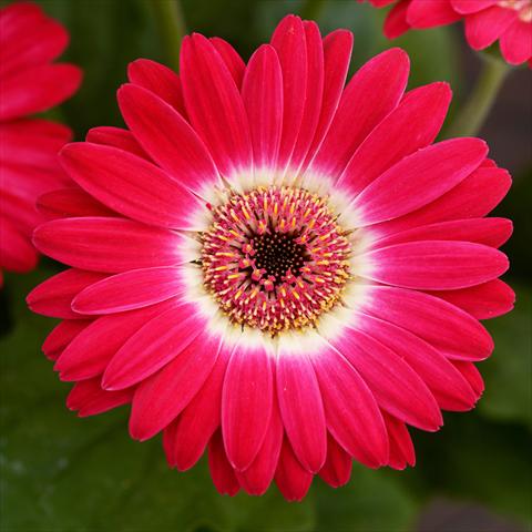 photo of flower to be used as: Pot and bedding Gerbera jamesonii Revolution F1 Bicolor Rose White