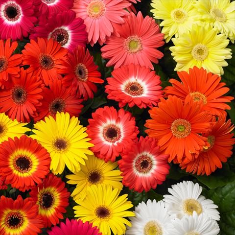 photo of flower to be used as: Pot and bedding Gerbera jamesonii Revolution F1 Mix