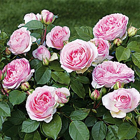 photo of flower to be used as: Pot and bedding Rosa Tea Rosaio a fiori raggruppati Sophia Romantica®