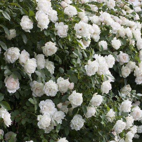 photo of flower to be used as: Pot and bedding Rosa paesaggistica Rosaio paesaggistico Crème Chantilly®