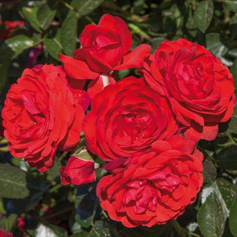 photo of flower to be used as: Pot and bedding Rosa paesaggistica Rosaio paesaggistico Scarlet Bonica®