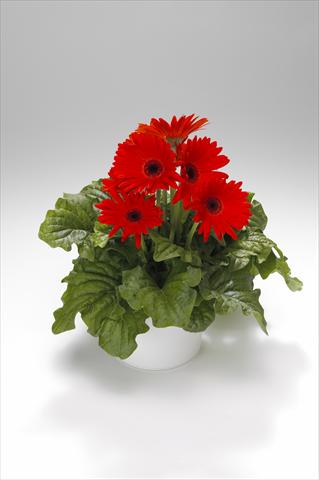 photo of flower to be used as: Basket / Pot Gerbera jamesonii Royal Orange Scarlet with Eye