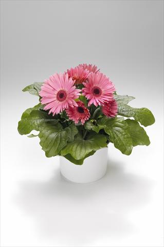 photo of flower to be used as: Basket / Pot Gerbera jamesonii Royal Pastel Pink