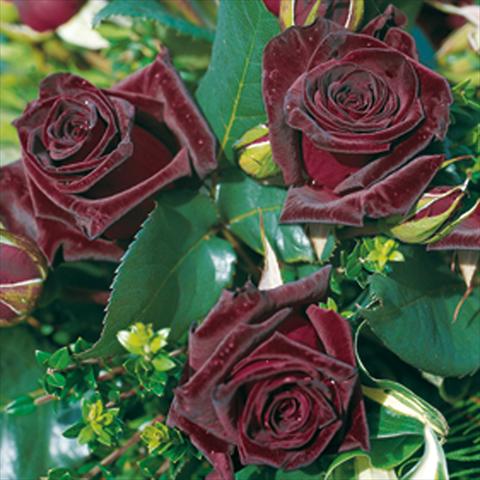 photo of flower to be used as: Pot and bedding Rosa Tea Black Baccara®