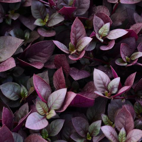 photo of flower to be used as: Pot and bedding Alternanthera Purple Prince