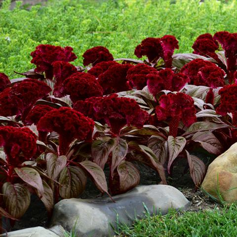 photo of flower to be used as: Pot and bedding Celosia argentea cristata Dracula