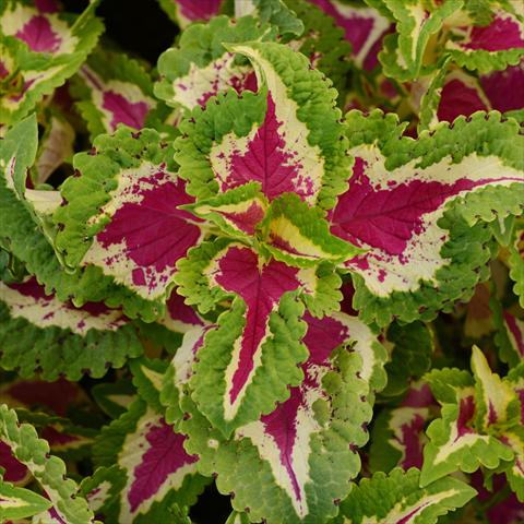photo of flower to be used as: Pot and bedding Coleus Wizard® Pack