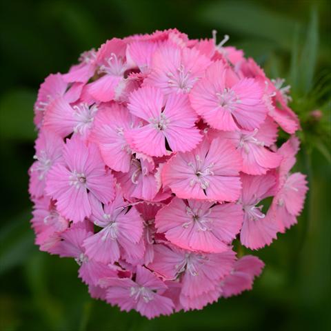 photo of flower to be used as: Pot and bedding Dianthus barbatus Sweet F1 Deep Pink