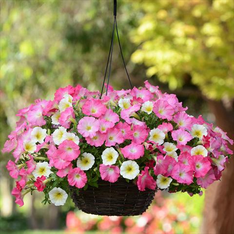 photo of flower to be used as: Basket / Pot 2 Combo Fuseables® All-Wave Petunia Rise N Shine