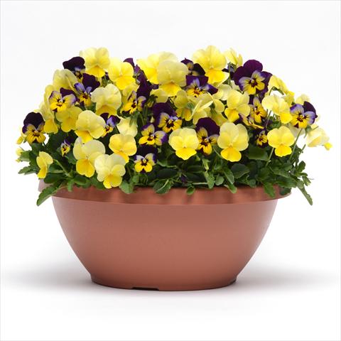 photo of flower to be used as: Bedding pot or basket 2 Combo Fuseables® Sunglow