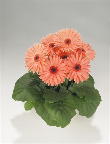 photo of flower to be used as: Basket / Pot Gerbera jamesonii Royal Peach
