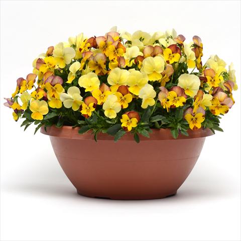 photo of flower to be used as: Bedding pot or basket Viola hybrida Fuseables® Sunset Boulevard