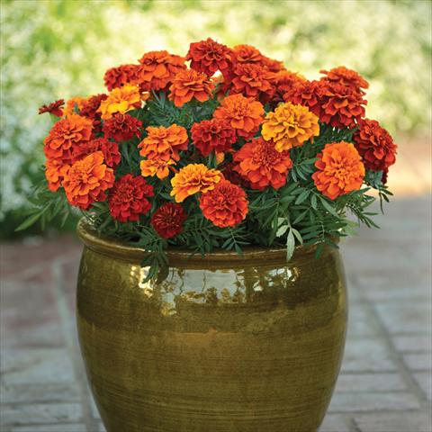 photo of flower to be used as: Pot and bedding Tagetes patula Fireball