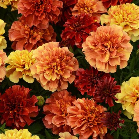 photo of flower to be used as: Pot and bedding Tagetes patula Strawberry Blonde