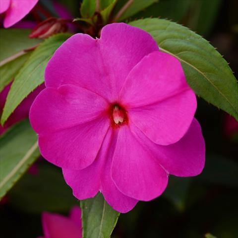 photo of flower to be used as: Pot and bedding Impatiens N. Guinea Divine F1 Orchid