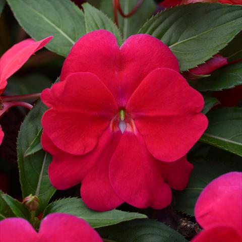 photo of flower to be used as: Pot and bedding Impatiens N. Guinea Divine F1 Lipstick