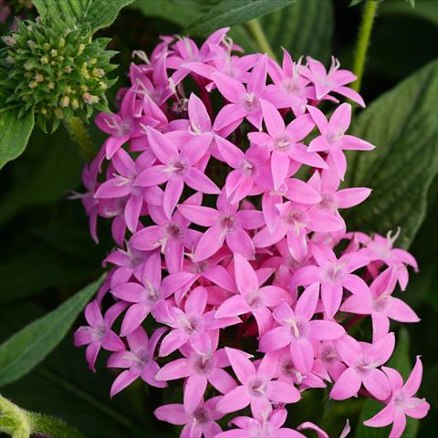 photo of flower to be used as: Pot and bedding Pentas lanceolata Butterfly F1
