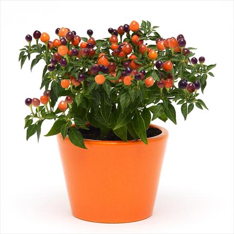 photo of flower to be used as: Pot and bedding Capsicum annuum Hot Pops Purple