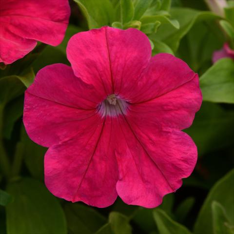 photo of flower to be used as: Pot and bedding Petunia hybrida Lo Rider® F1 Rose