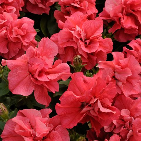 photo of flower to be used as: Pot and bedding Petunia multiflora Duo F1 Salmon