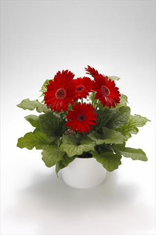 photo of flower to be used as: Basket / Pot Gerbera jamesonii Royal Red