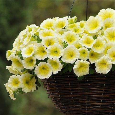 photo of flower to be used as: Pot and bedding Petunia hybrida Easy Wave® F1 Yellow
