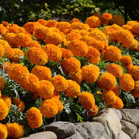 photo of flower to be used as: Pot and bedding Tagetes erecta Marvel F1 Orange Improved