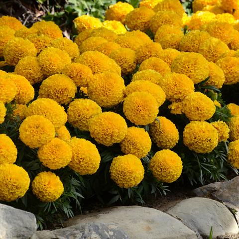photo of flower to be used as: Pot and bedding Tagetes erecta Taishan® F1 Gold Improved