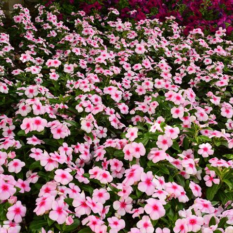 photo of flower to be used as: Pot and bedding Catharanthus roseus - Vinca Titan® F1 Blush Improved