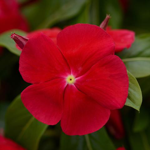 photo of flower to be used as: Pot and bedding Catharanthus roseus - Vinca Titan® F1 Really Red