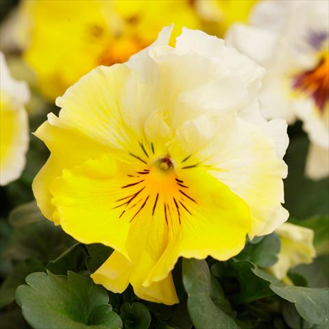 photo of flower to be used as: Pot and bedding Viola wittrockiana Frizzle Sizzle F1