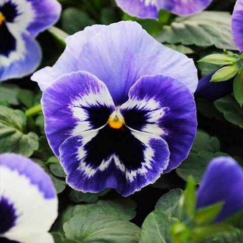 photo of flower to be used as: Pot and bedding Viola wittrockiana Promise F1 Marina Improved