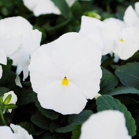 photo of flower to be used as: Pot and bedding Viola wittrockiana Promise F1 Pure White Improved