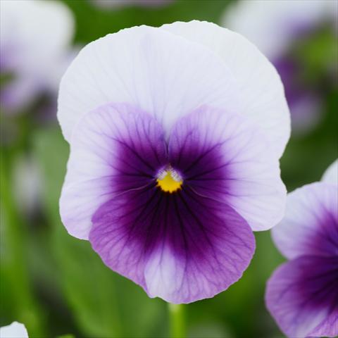 photo of flower to be used as: Pot and bedding Viola cornuta Sorbet® XP F1 Beaconsfield Improved