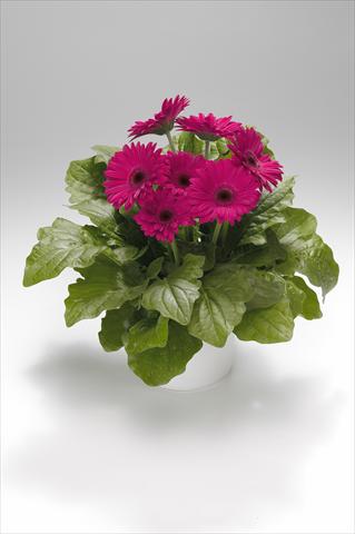 photo of flower to be used as: Basket / Pot Gerbera jamesonii Royal Rose