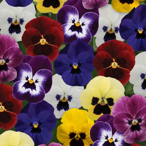 photo of flower to be used as: Pot and bedding Viola cornuta Sorbet® XP F1 Blotch Mixture