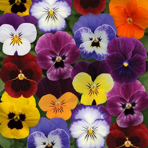 photo of flower to be used as: Pot and bedding Viola cornuta Sorbet® XP F1 Autumn Select Mixture
