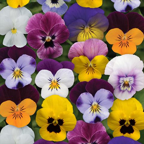 photo of flower to be used as: Pot and bedding Viola cornuta Sorbet® XP F1 Spring Select Mixture