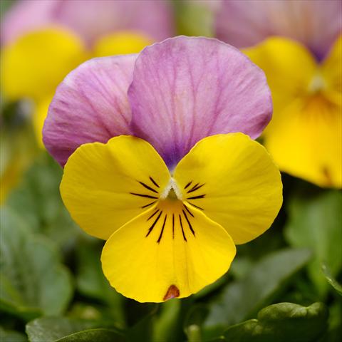 photo of flower to be used as: Pot and bedding Viola cornuta Sorbet® XP F1 Yellow Pink Jump Up