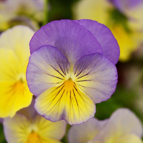 photo of flower to be used as: Pot and bedding Viola wittrockiana Cool Wave® F1 Blueberry Swirl Improved