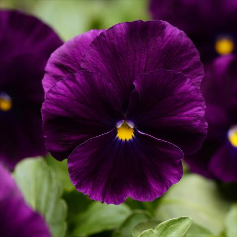 photo of flower to be used as: Pot and bedding Viola wittrockiana Cool Wave® F1 Purple Improved