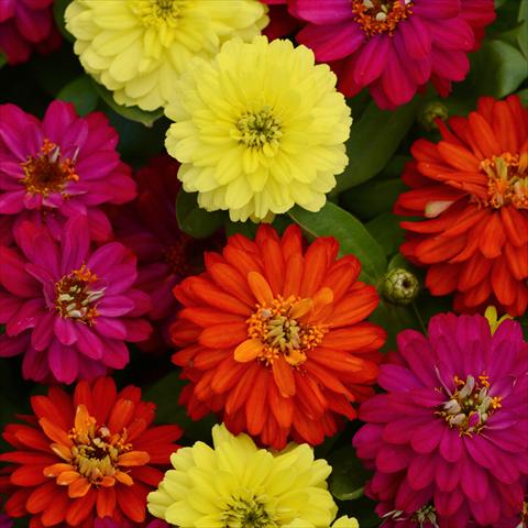 photo of flower to be used as: Pot and bedding Zinnia marylandica Zahara Brilliant Mixture